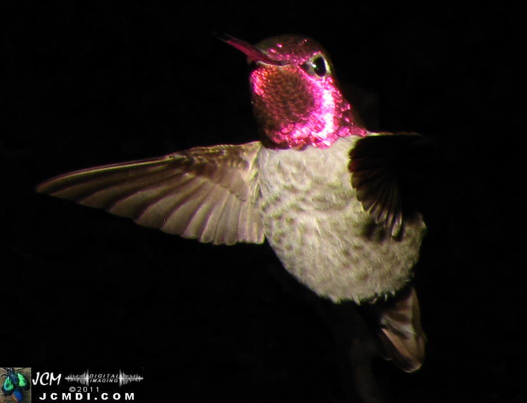 Hummingbird photo captured from Robo-Cam Motion Detection at JCMDI.COM